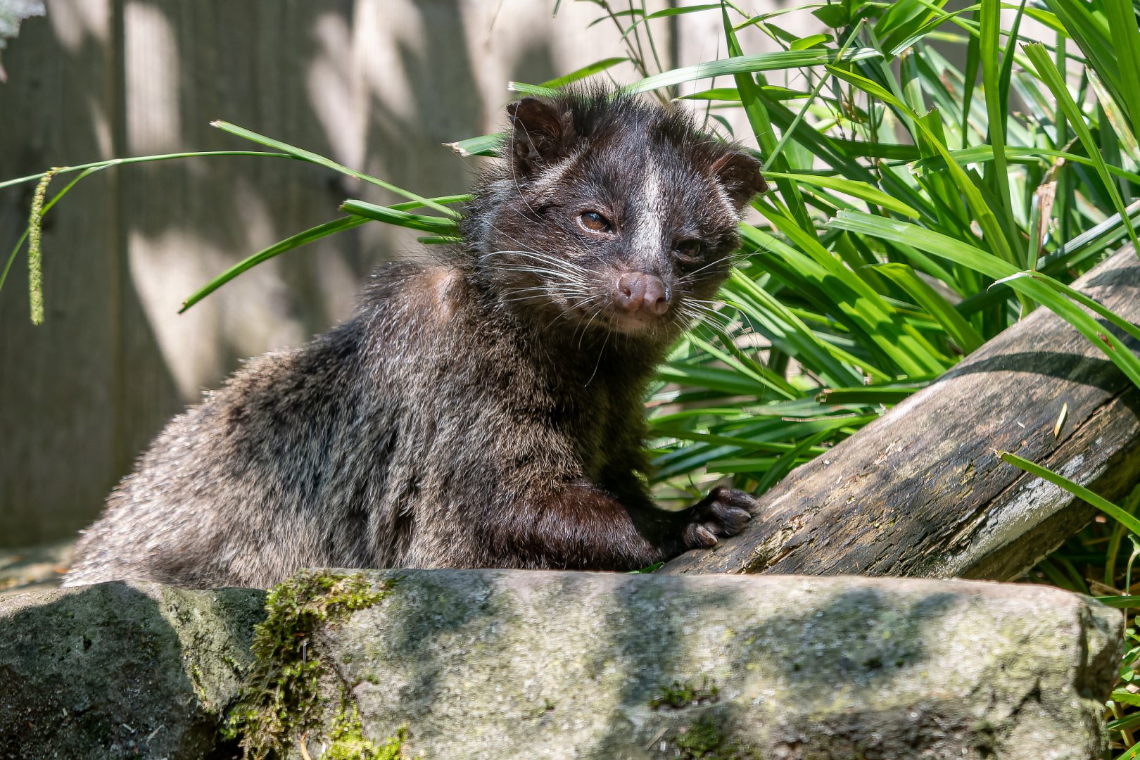 Himalayan palm civet (Paguma larvata larvata)