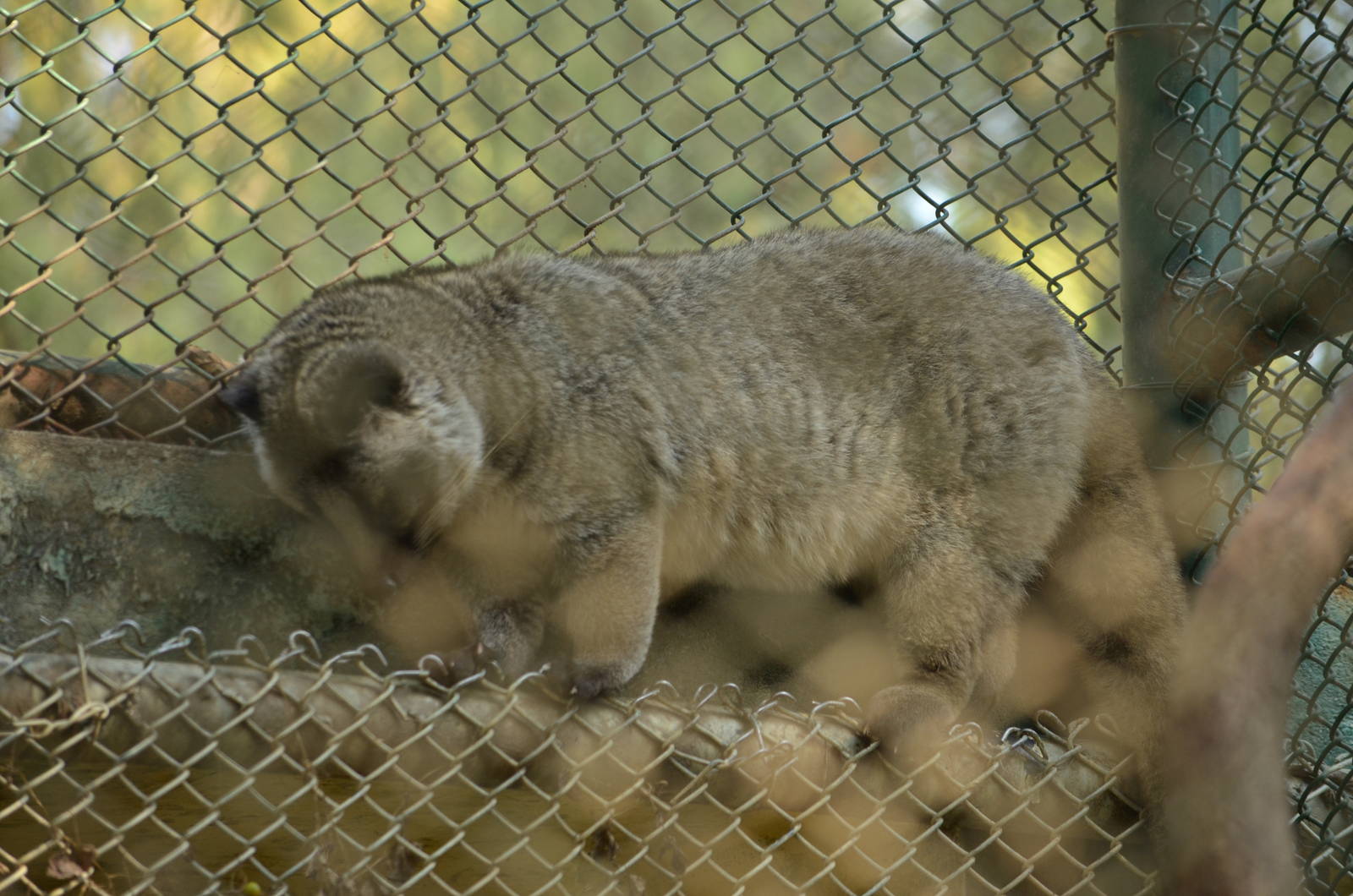 Himalayan palm civet (Paguma larvata)