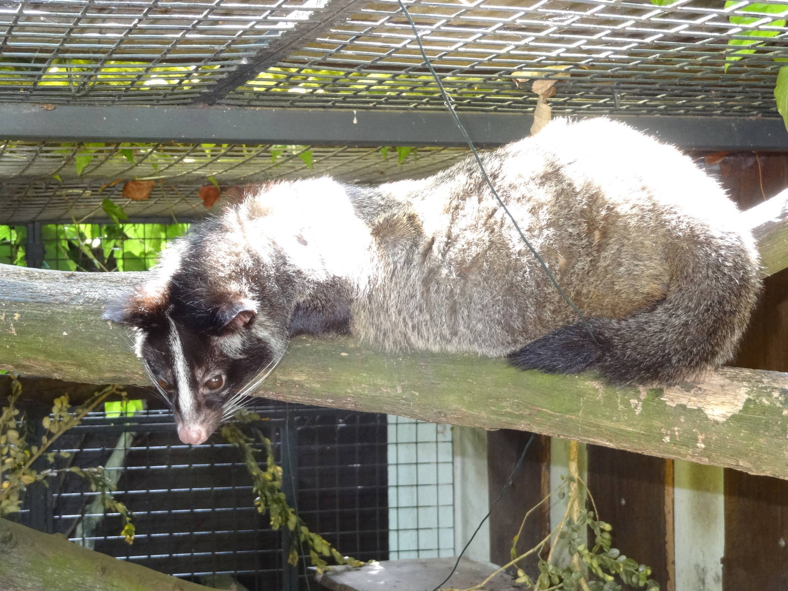 Himalayan palm civet