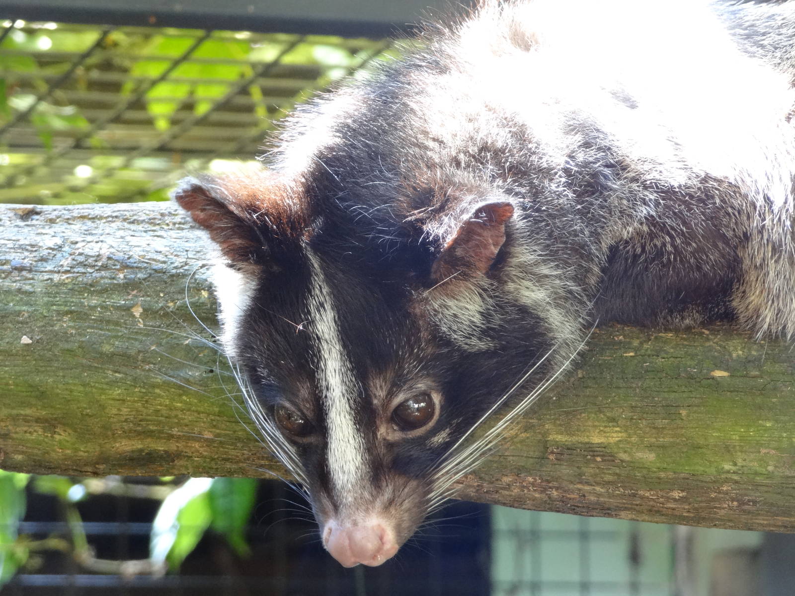 Himalayan palm civet
