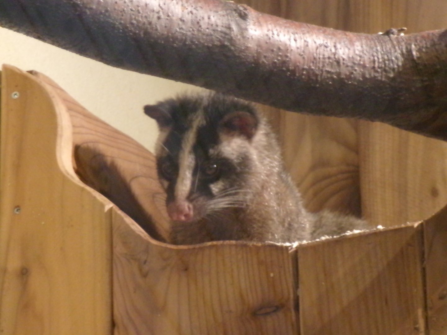 Himalayan palm civet