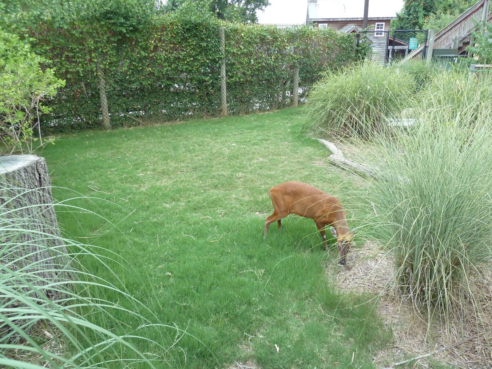 Himalayan Passage - Indian Muntjac Exhibit