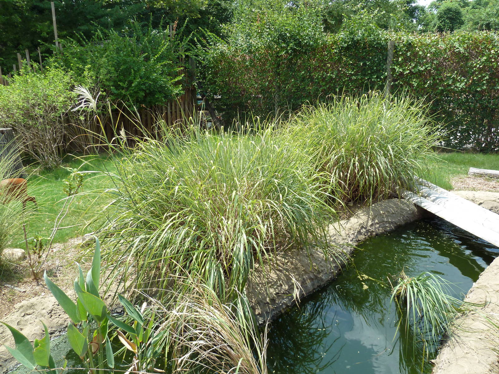 Himalayan Passage - Indian Muntjac Exhibit