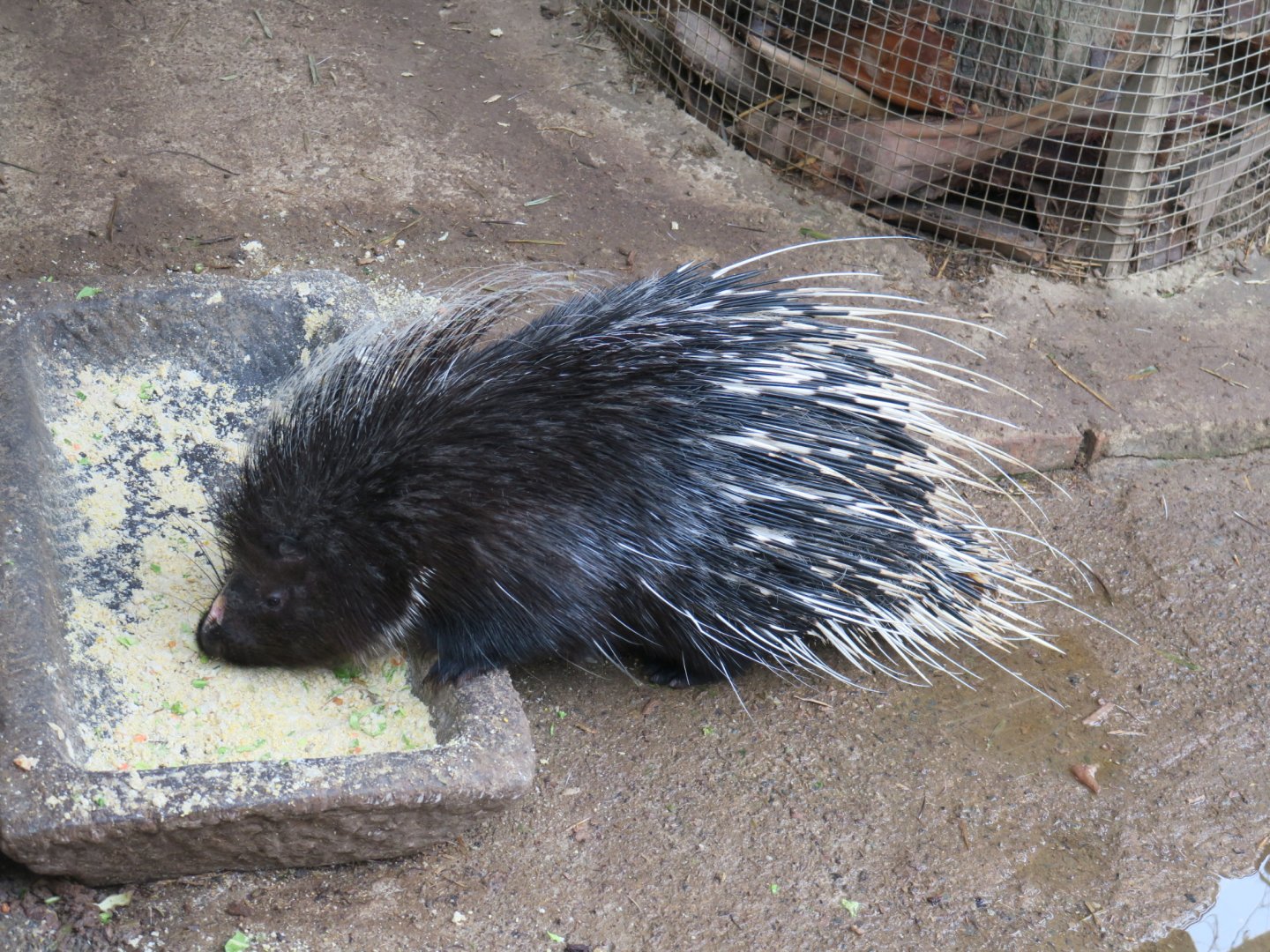 Himalayan porcupine (Hystrix brachyura)