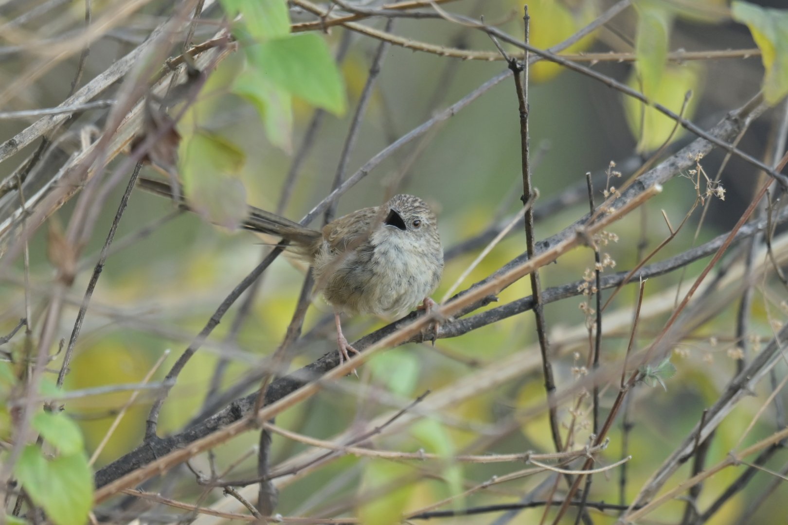 Himalayan prinia Prinia crinigera