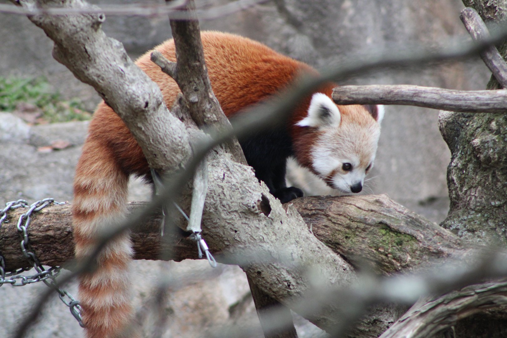 Himalayan Red Panda (A. f. fulgens)