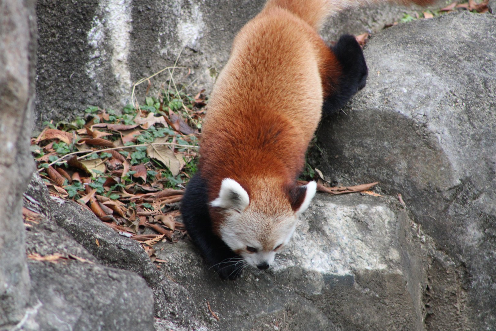 Himalayan Red Panda (A. f. fulgens)