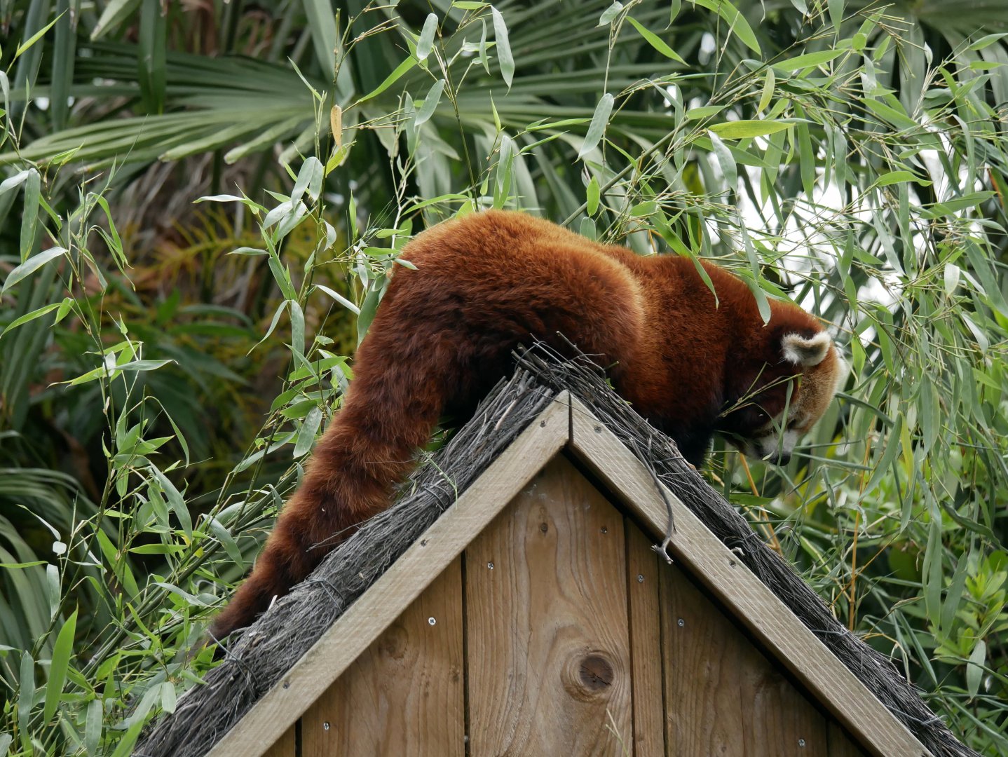 Himalayan red panda (Ailuruns fulgens)