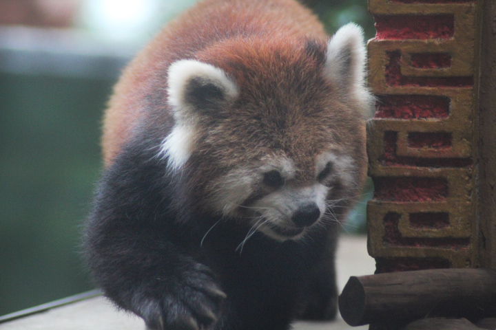 Himalayan red panda (Ailurus fulgens fulgens)
