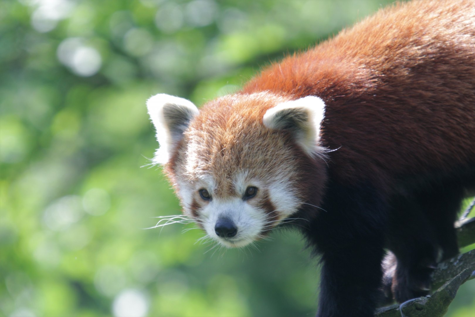 Himalayan red panda (Ailurus fulgens)