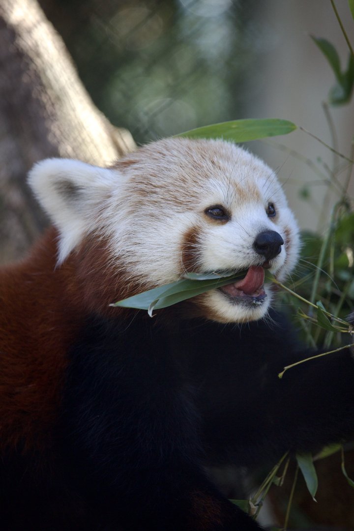Himalayan Red Panda/ Ailurus fulgens