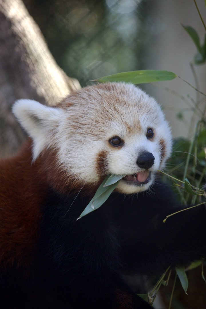 Himalayan Red Panda/ Ailurus fulgens