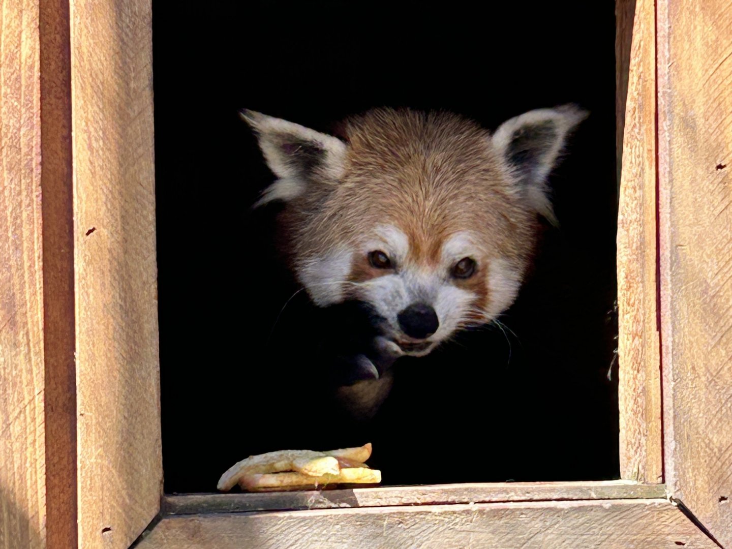 Himalayan red panda (Ailurus fulgens)