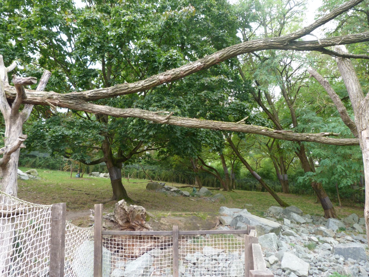 Himalayan red panda and Mischie's tufted deer exhibit -Tierpark Berlin (2024)
