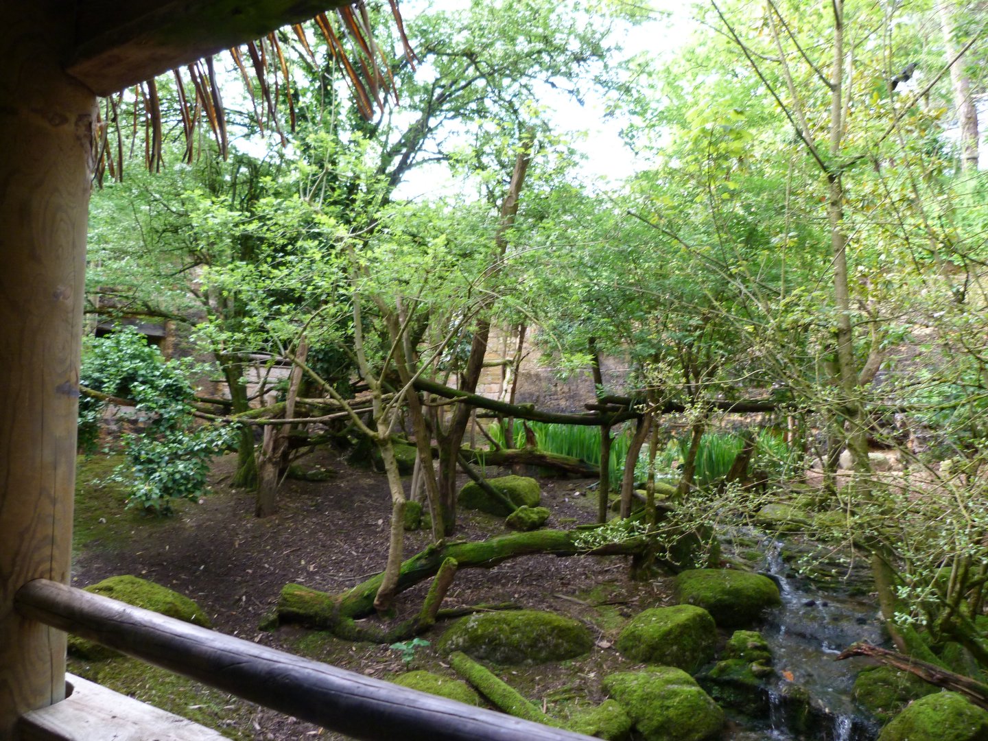 Himalayan red panda and Reeves' muntjac exhibit -Bioparc de Doué la Fontaine (2025)