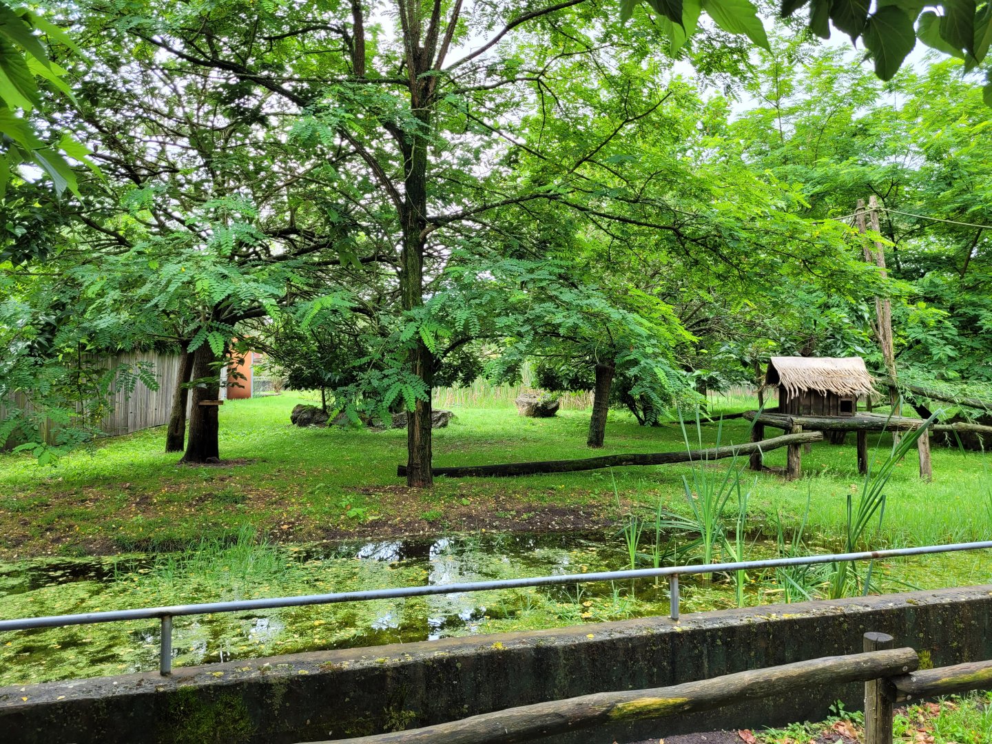 Himalayan red panda and Reeves muntjac exhibit -Zoo du bassin d'Arcachon (2024)