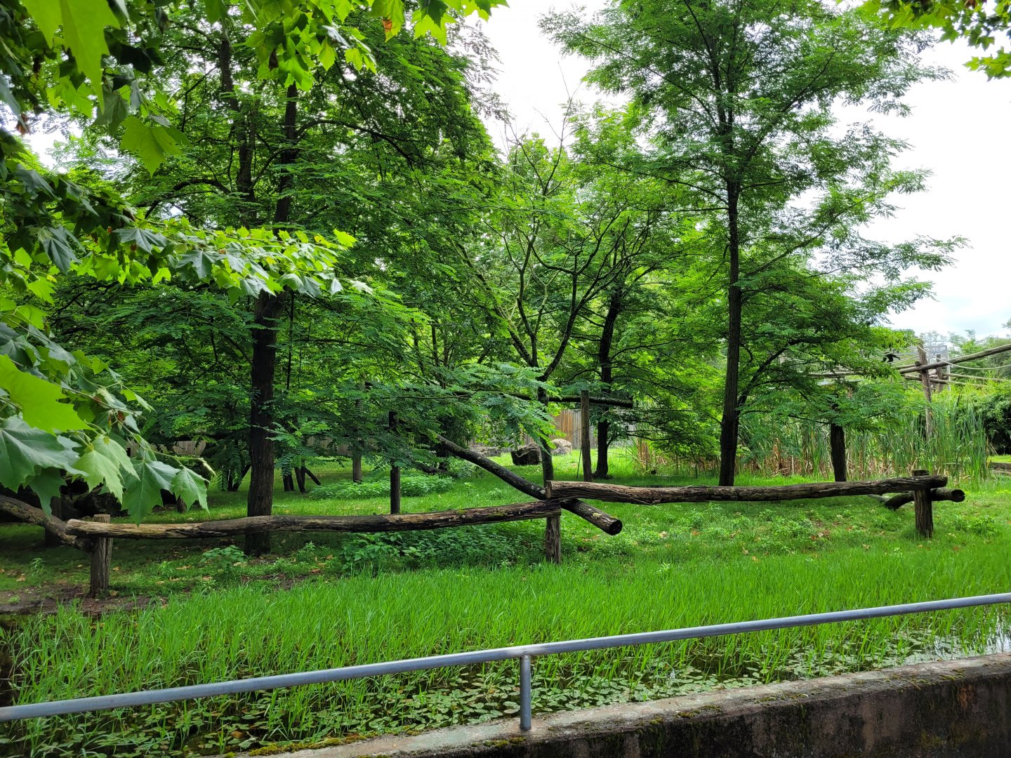 Himalayan red panda and Reeves muntjac exhibit -Zoo du bassin d'Arcachon (2024)