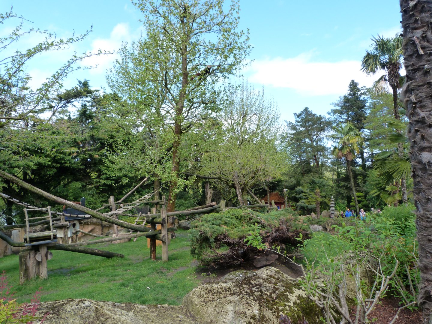 Himalayan red panda and Reeves' muntjac exhibit -ZooParc de Beauval (2025)