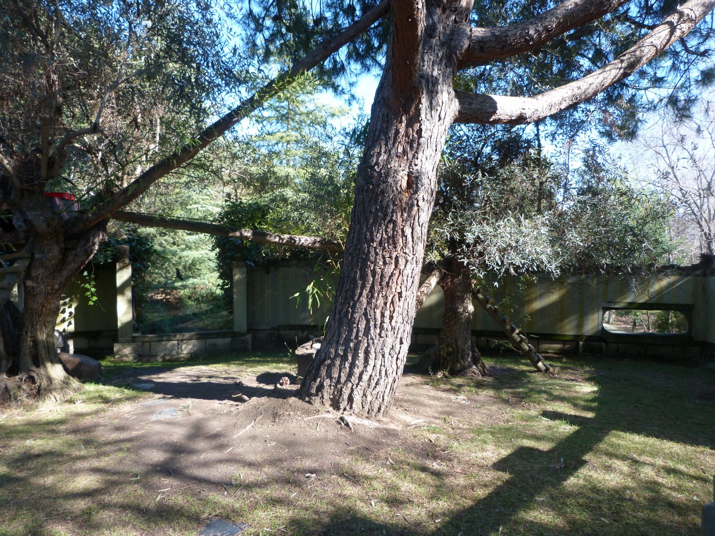 Himalayan red panda exhibit -Faunia (2025)