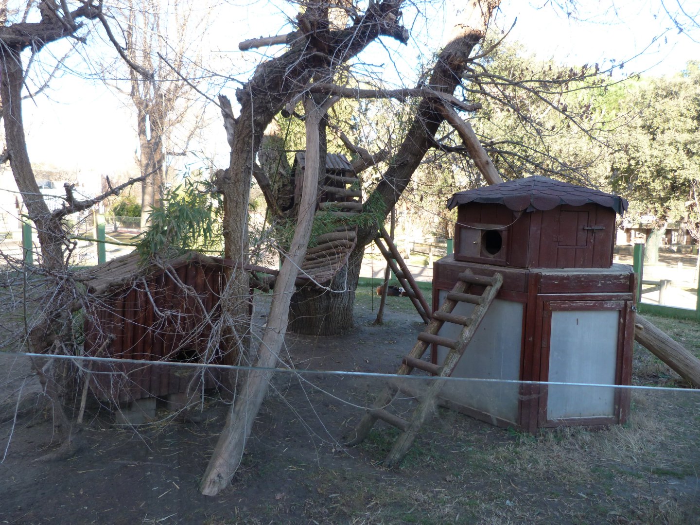 Himalayan red panda exhibit -Zoo Aquarium de Madrid (2025)