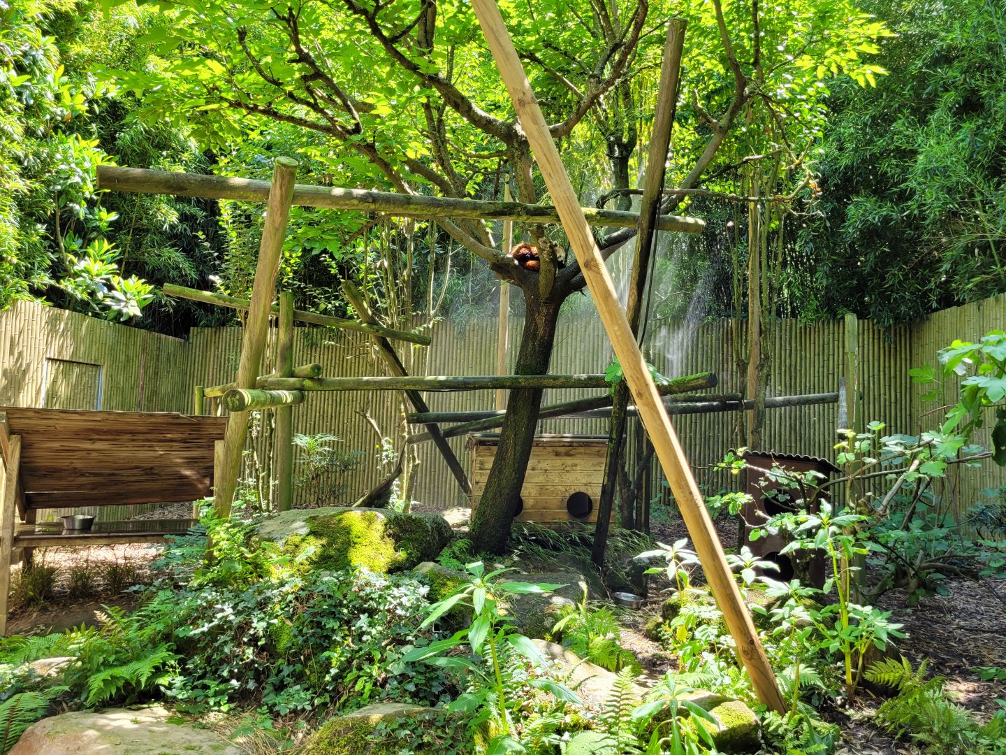 Himalayan red panda exhibit -Zoo d'Asson (2022)