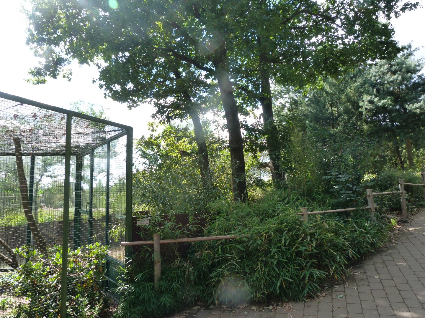 Himalayan red panda exhibit -Zoo Plzeň (2025)