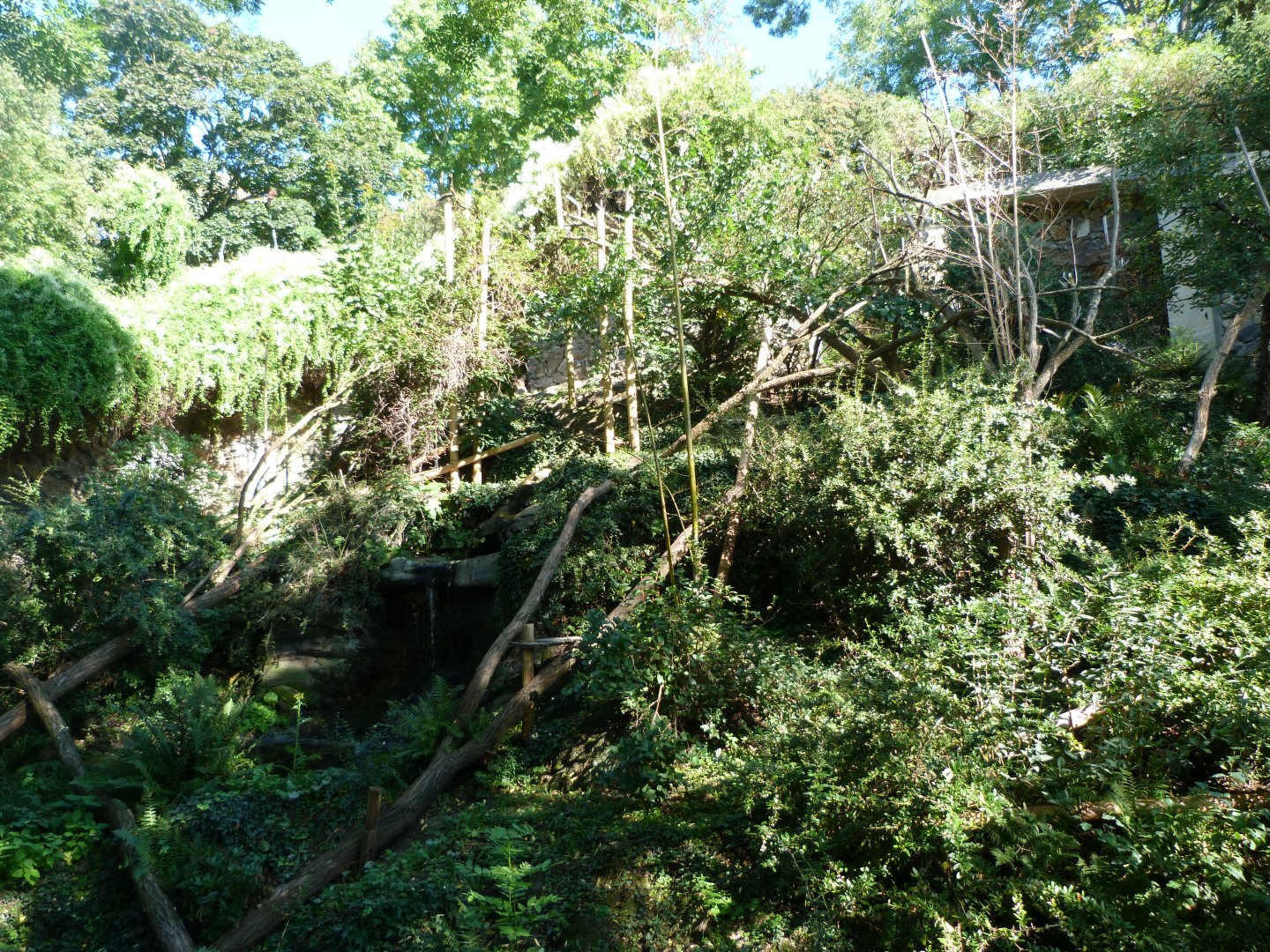 Himalayan red panda exhibit -Zoo Praha (2025)