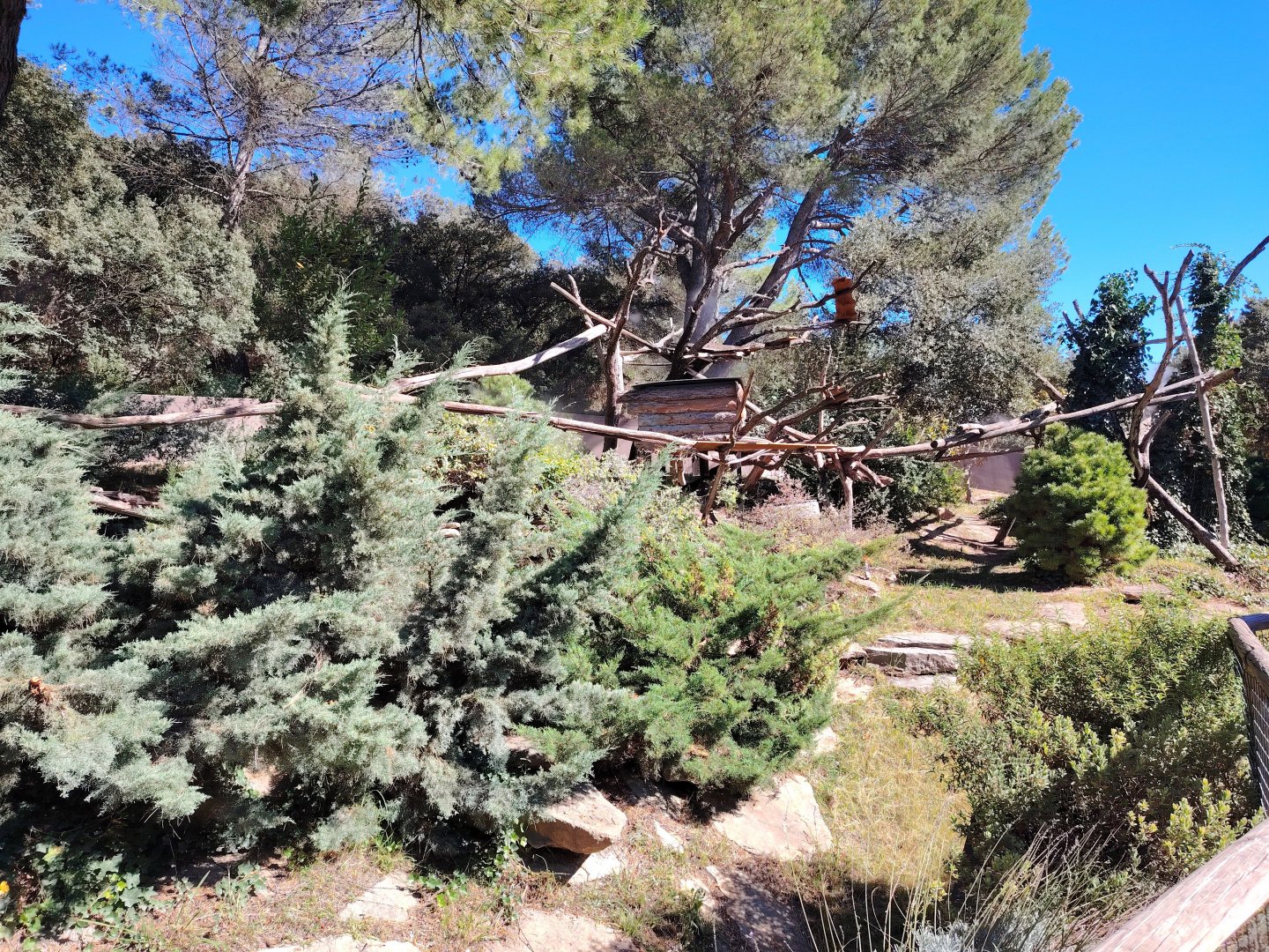 Himalayan Red Panda Exhibit
