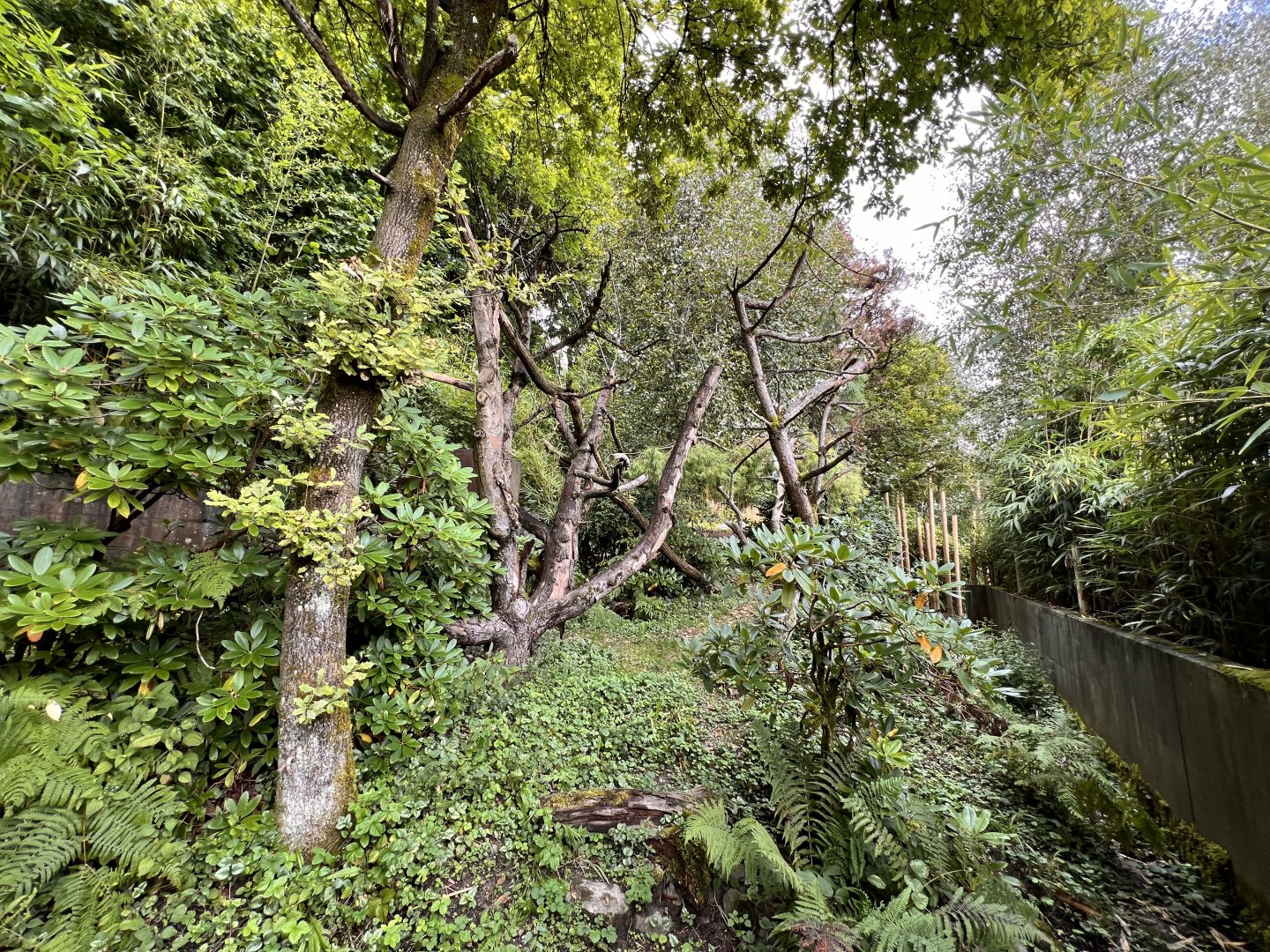 Himalayan Red Panda Exhibit