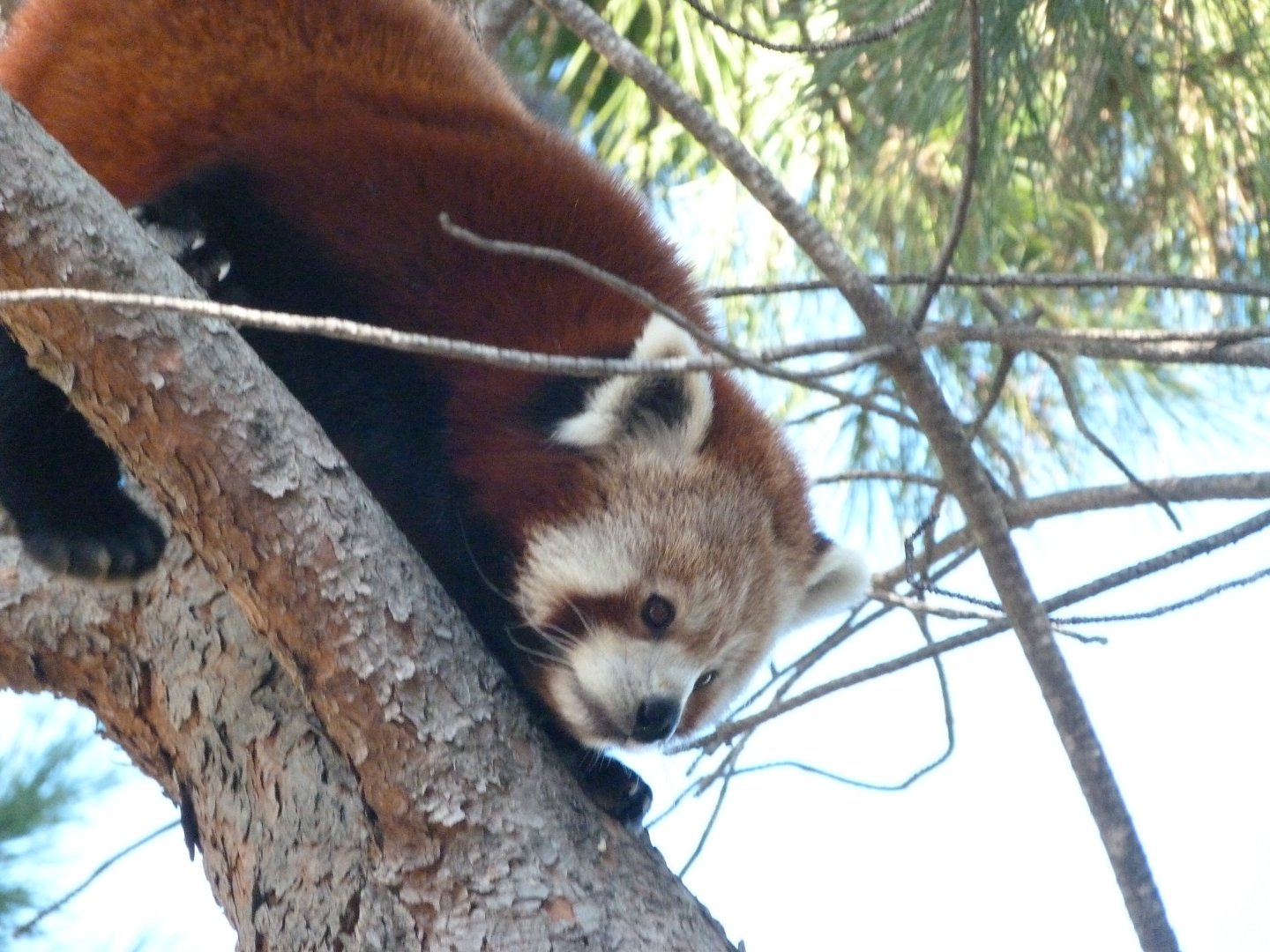 Himalayan red panda -Faunia (2025)