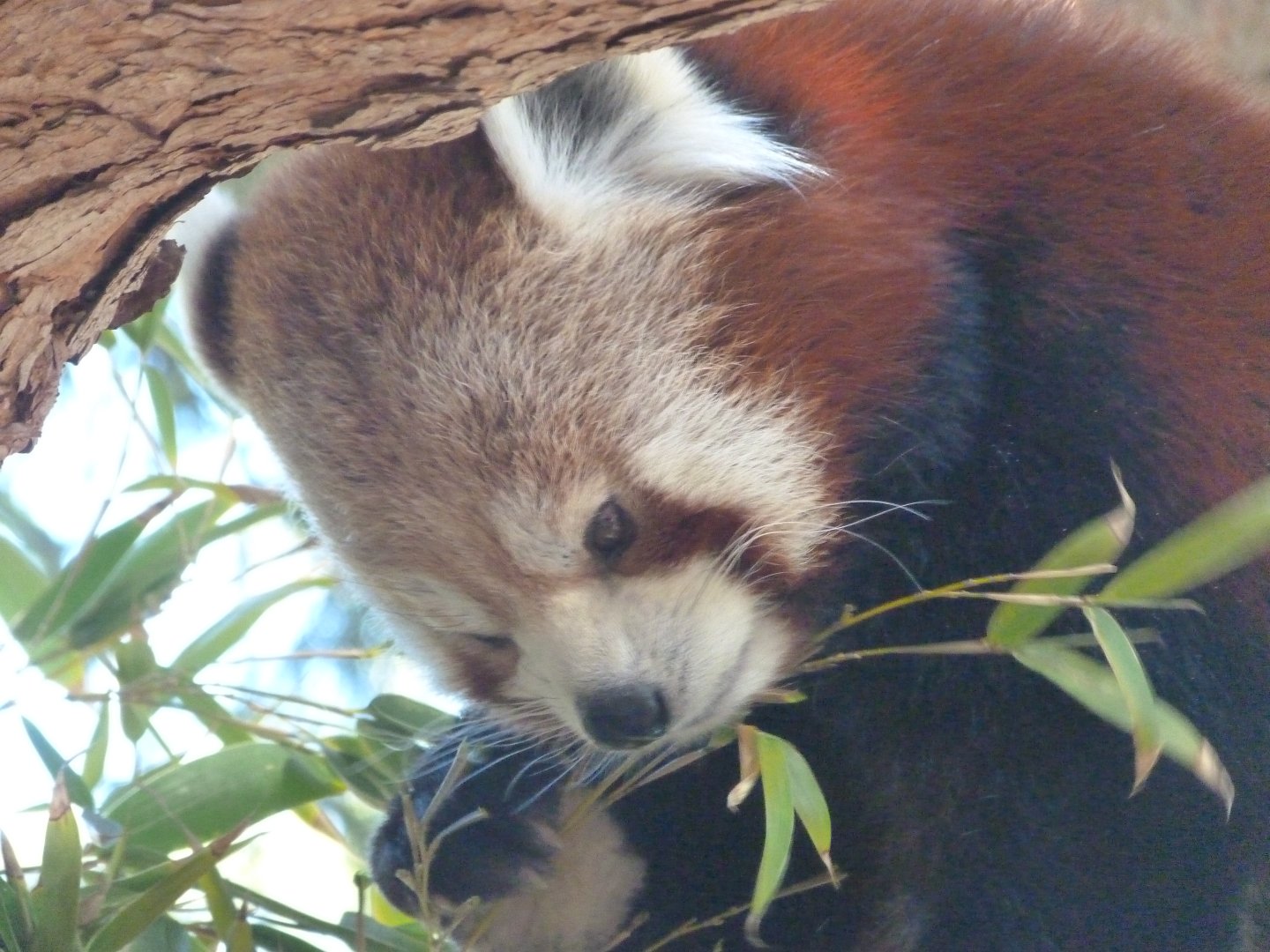 Himalayan red panda -Faunia (2025)