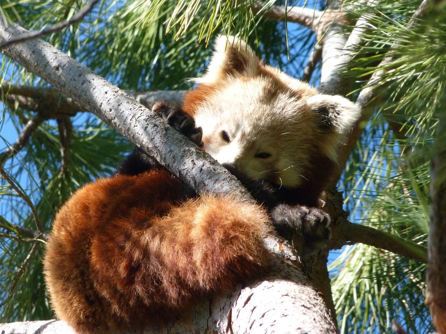 Himalayan red panda -Faunia (2025)