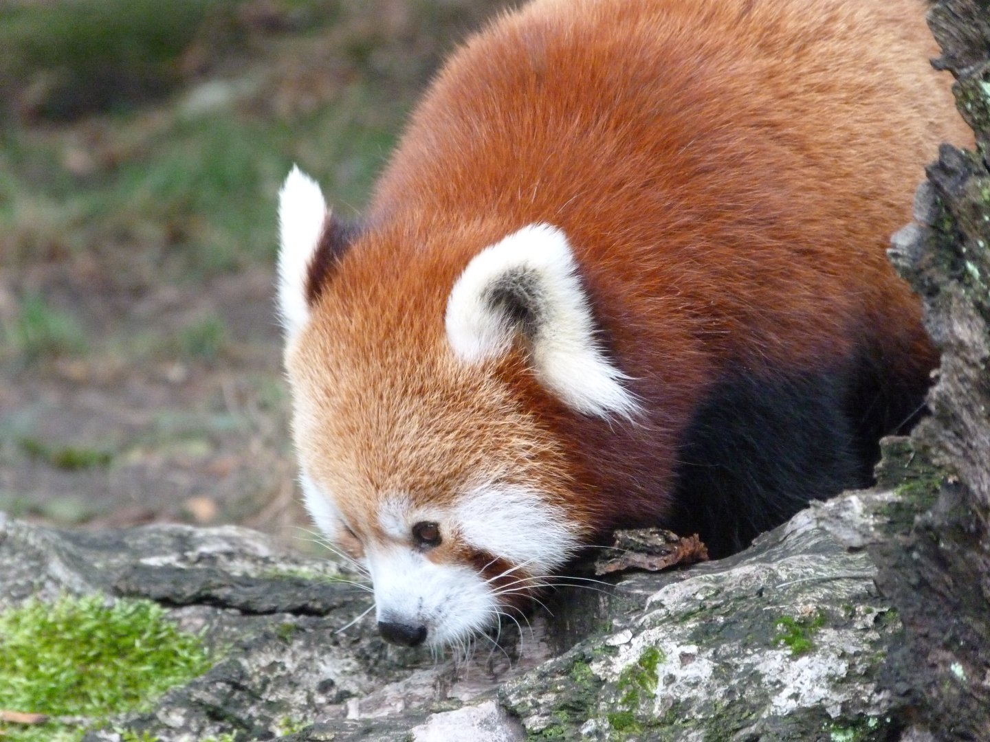 Himalayan red panda -Tierpark Berlin (2024)