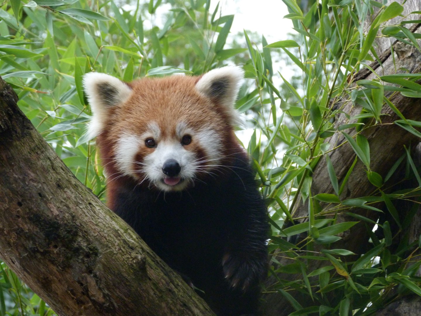 Himalayan red panda -Tierpark Berlin (2024)