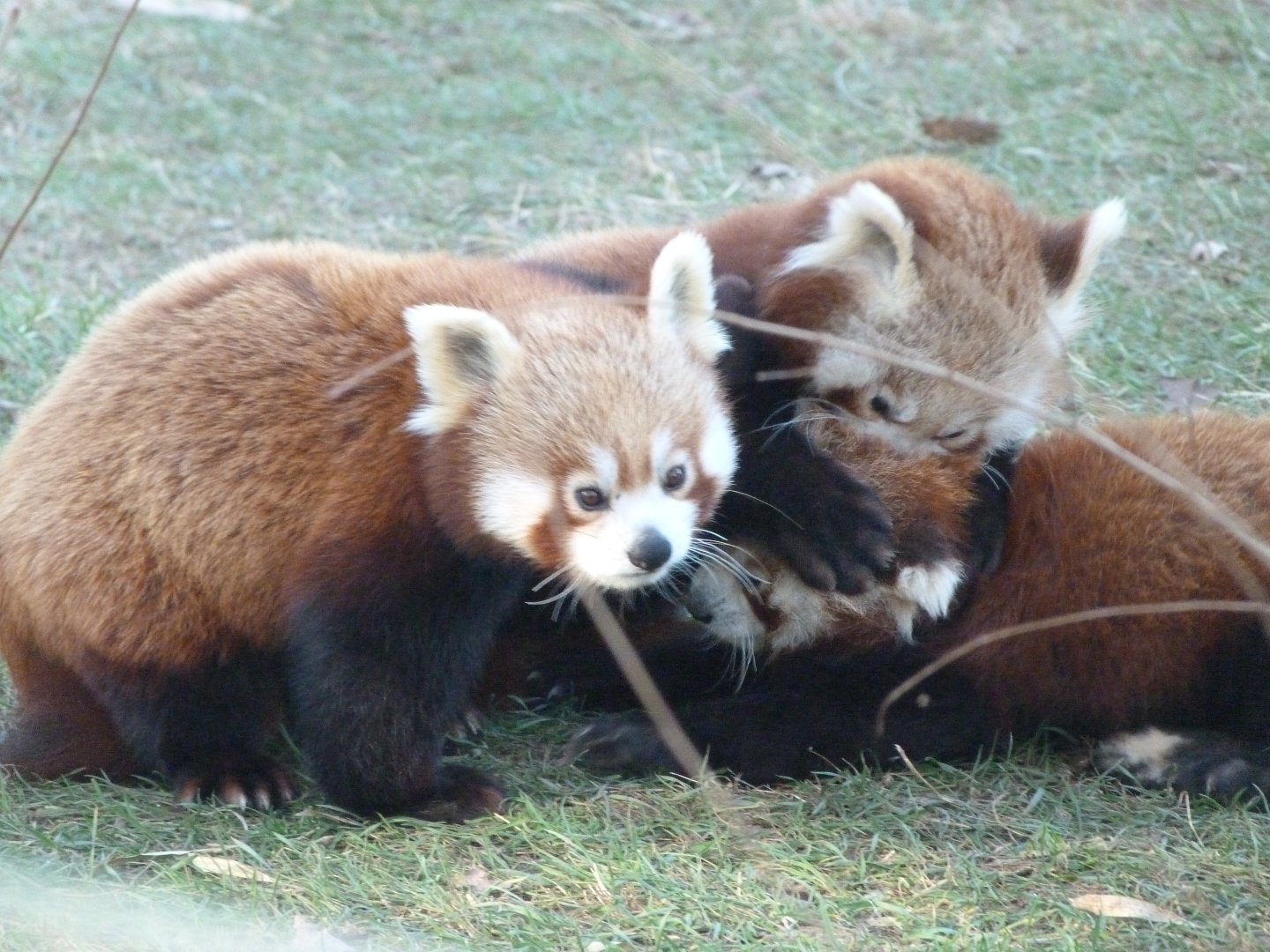 Himalayan red panda -Zoo Aquarium de Madrid (2025)