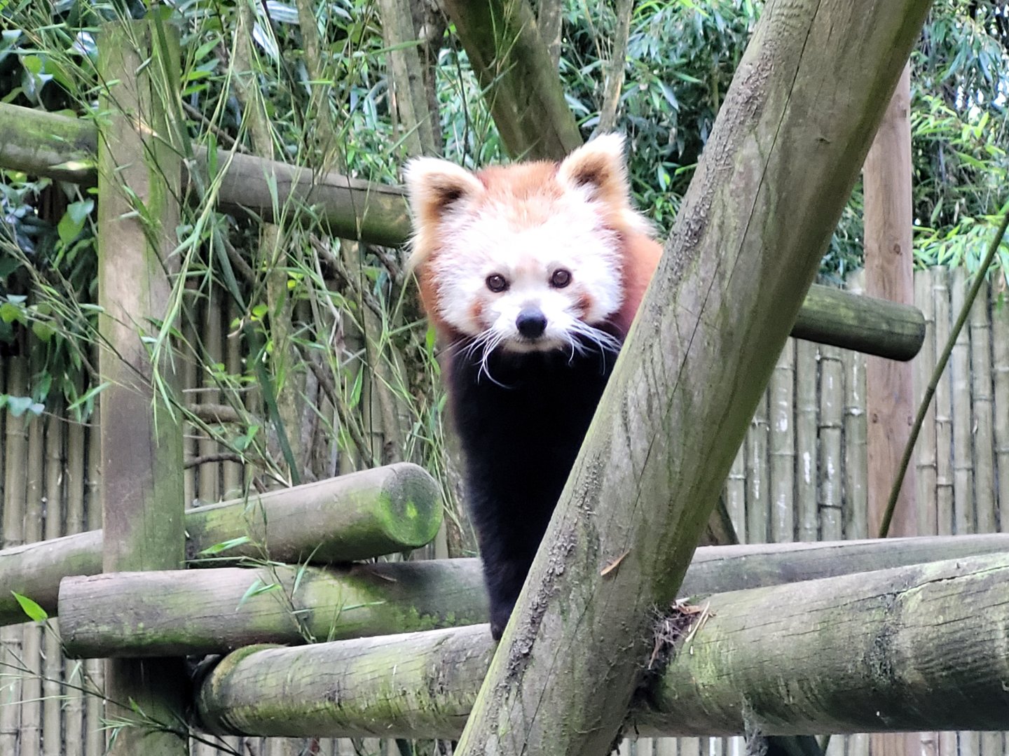 Himalayan red panda -Zoo d'Asson (2022)