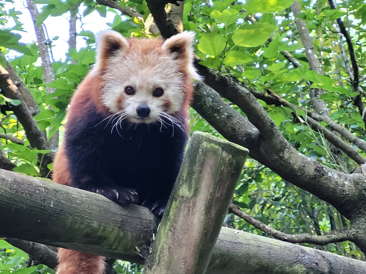 Himalayan red panda -Zoo d'Asson (2022)