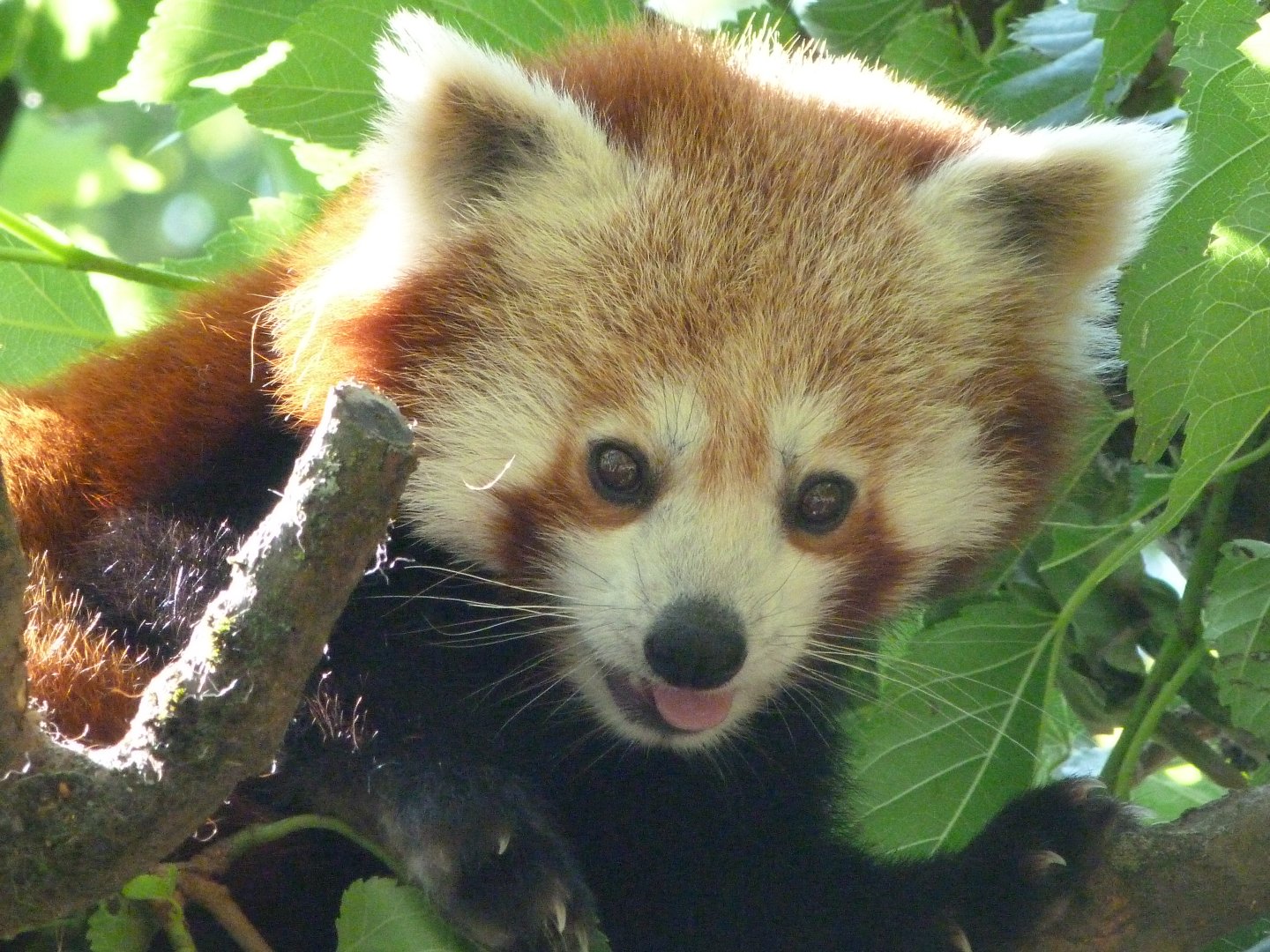 Himalayan red panda -Zoo d'Asson (2025)