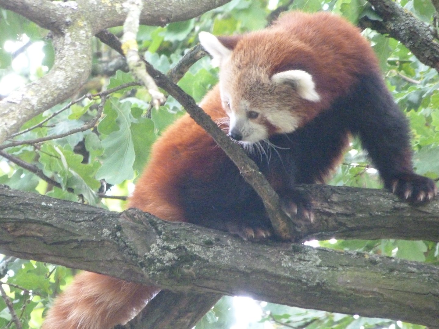 Himalayan red panda -Zoo Plzeň (2025)
