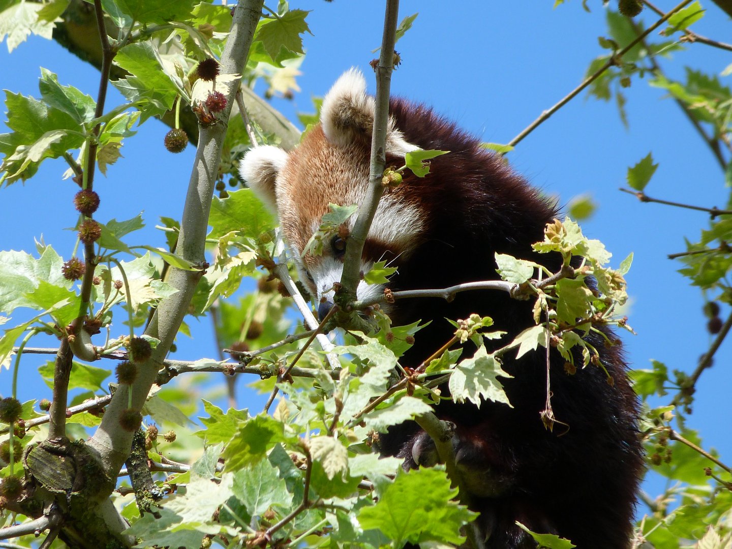 Himalayan red panda -ZooParc de Beauval (2025)