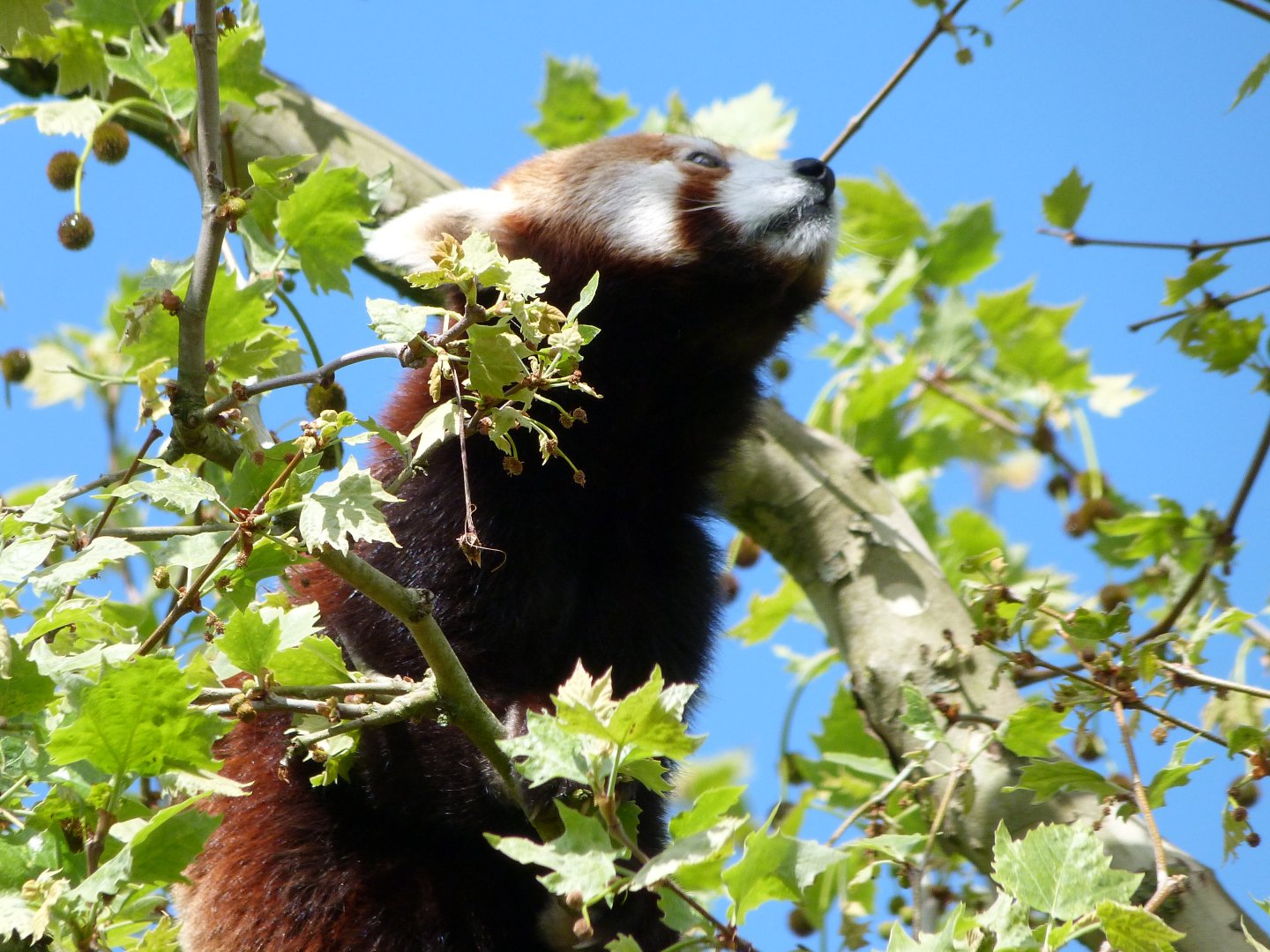 Himalayan red panda -ZooParc de Beauval (2025)