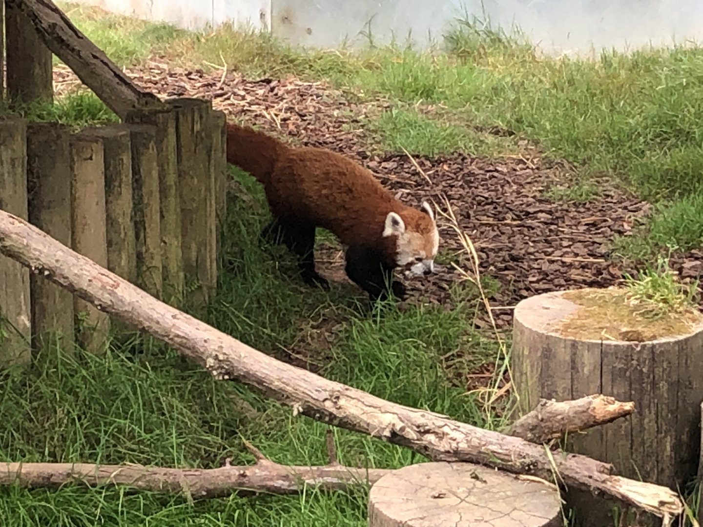 Himalayan red panda