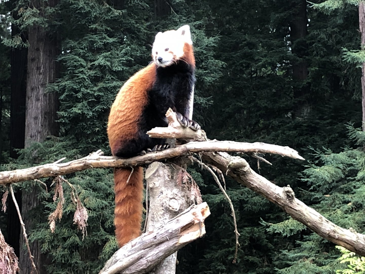 Himalayan red panda