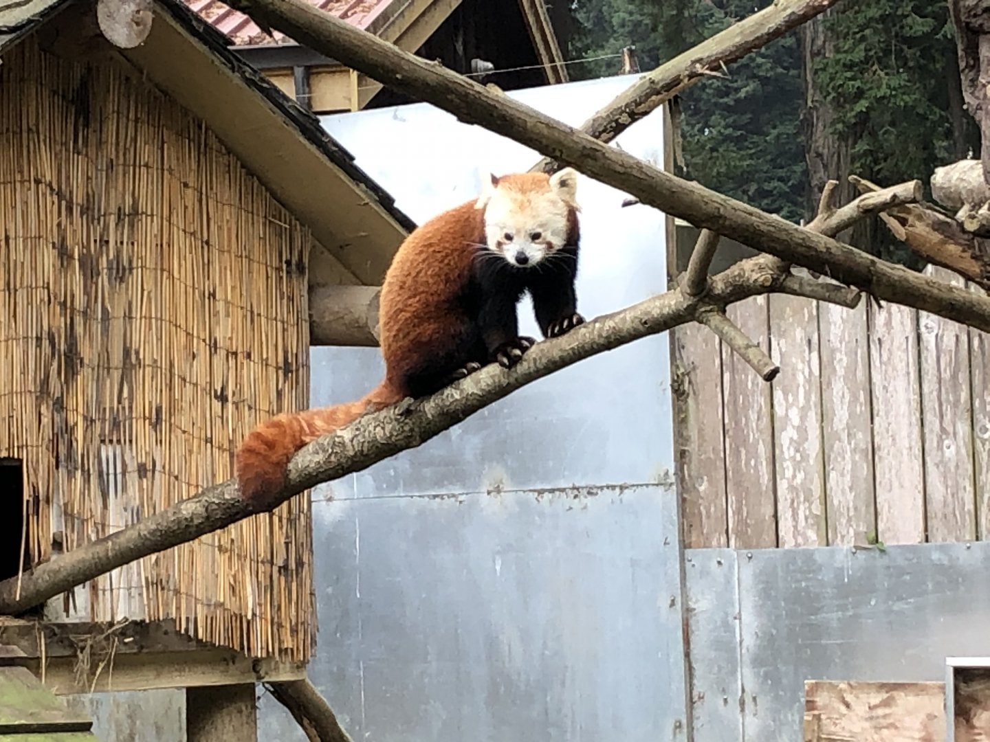 Himalayan red panda