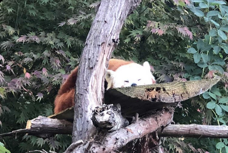 Himalayan red panda