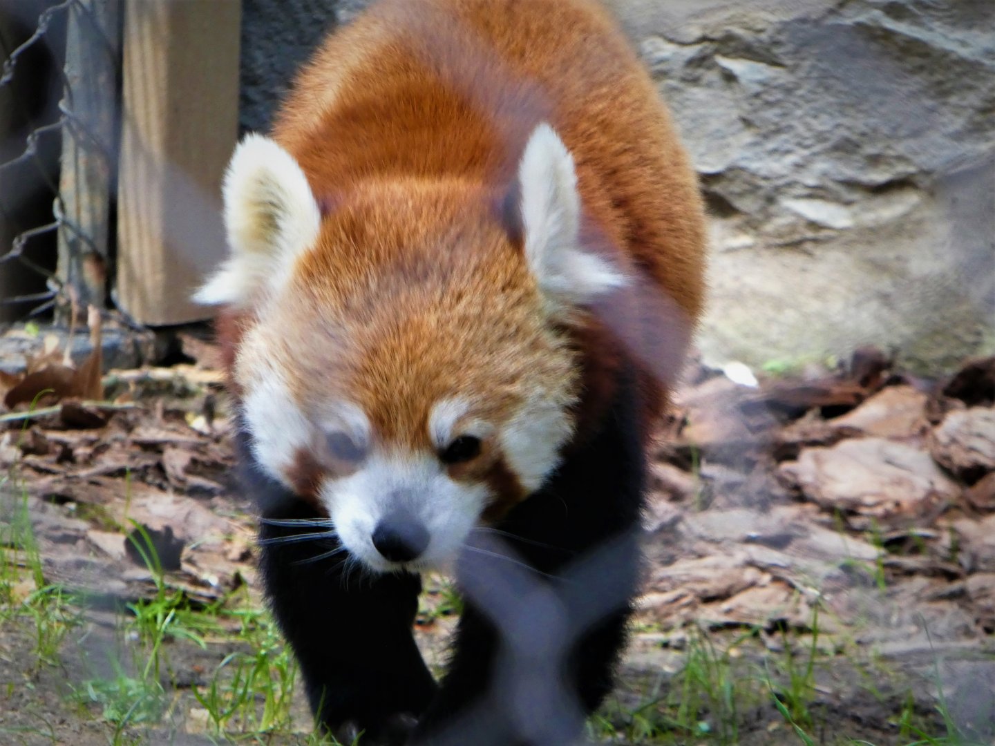 Himalayan Red Panda
