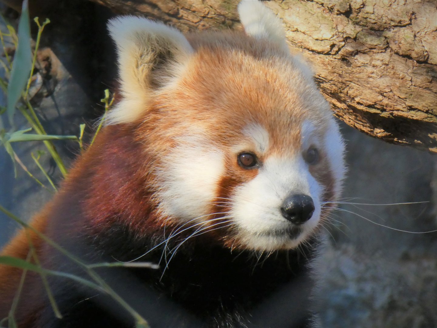 Himalayan Red Panda