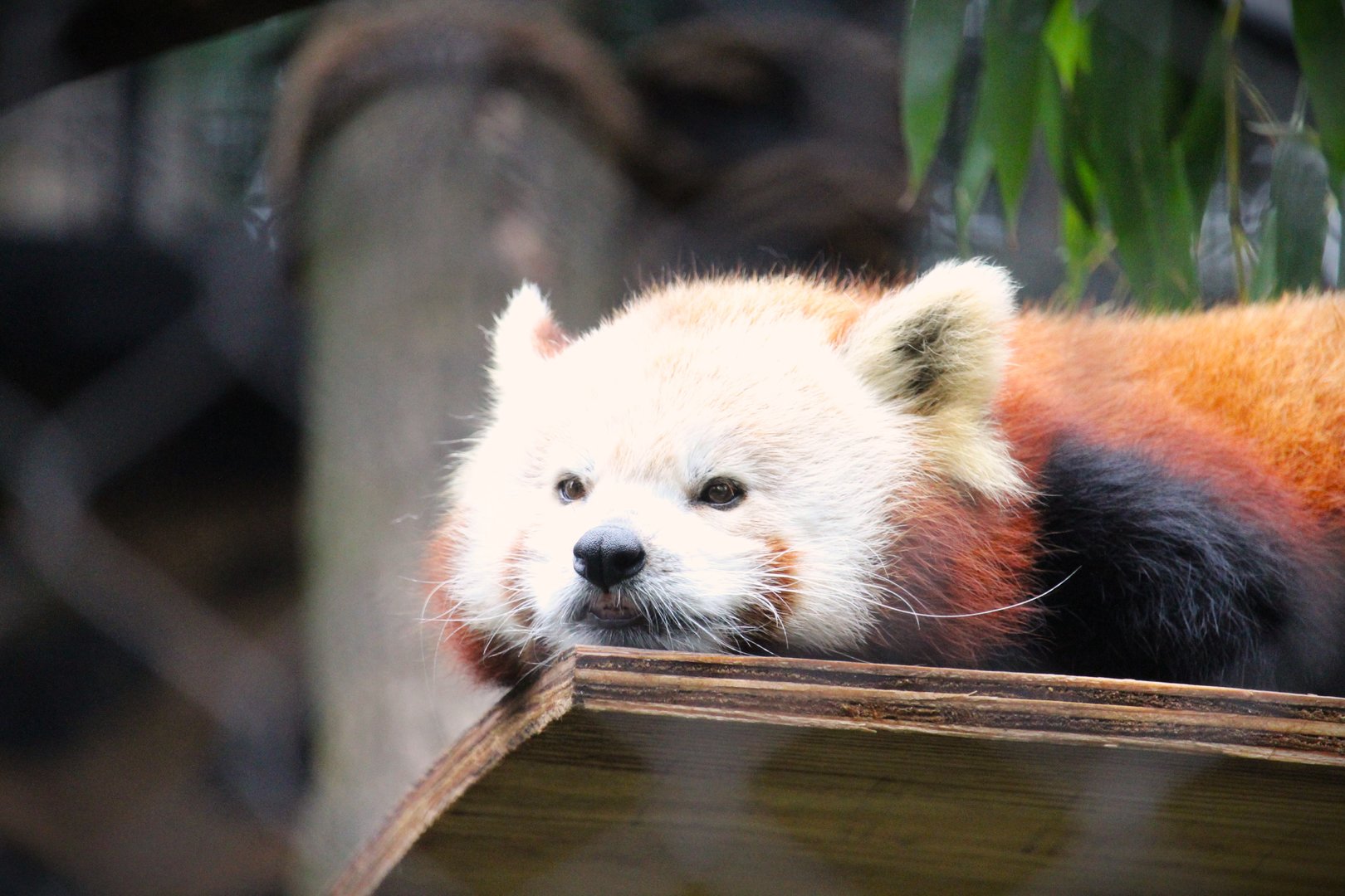Himalayan Red Panda