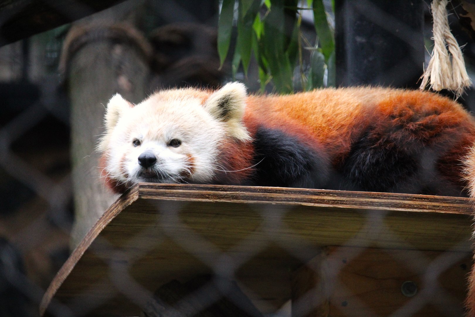 Himalayan Red Panda