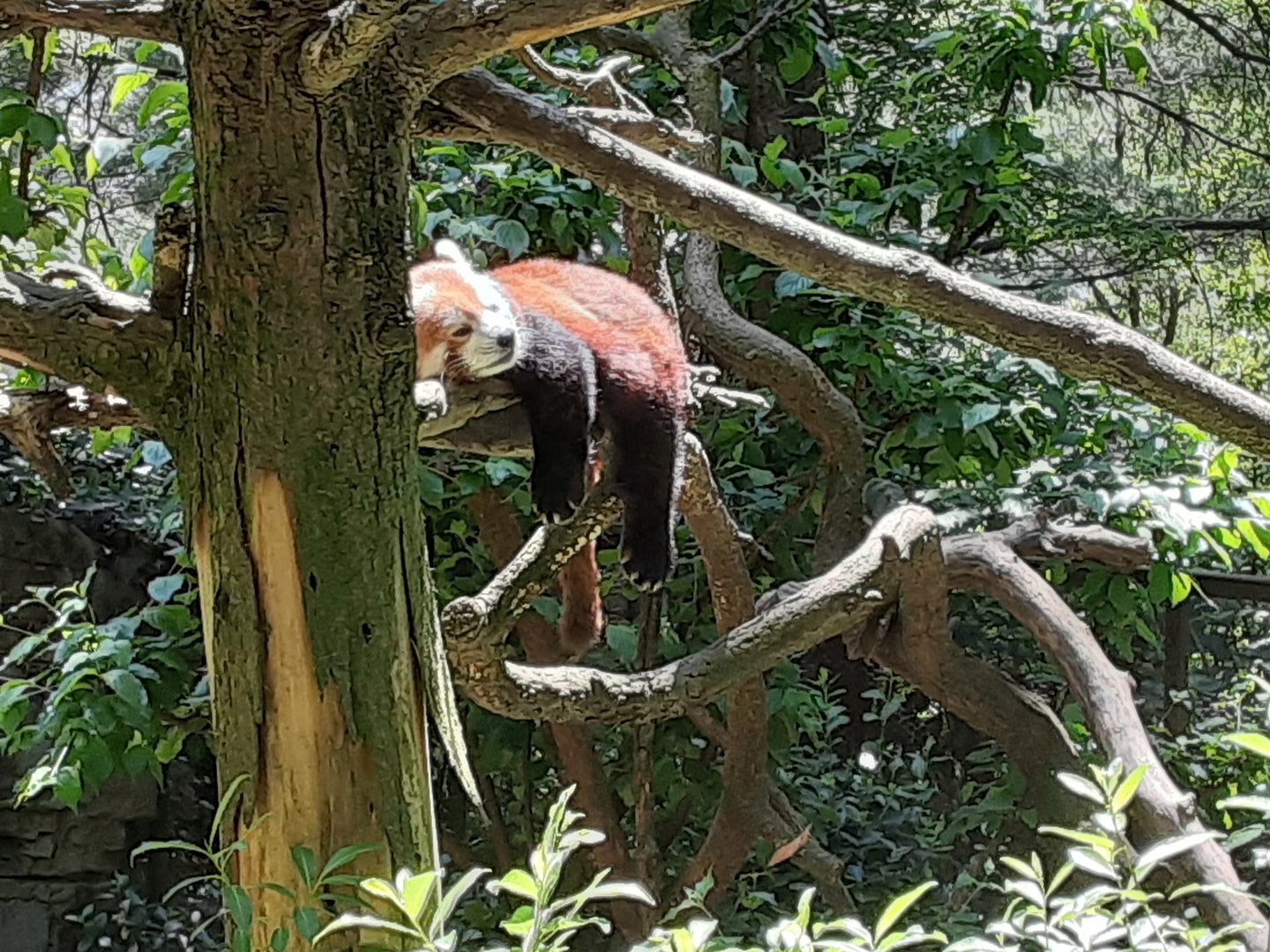 Himalayan Red Panda